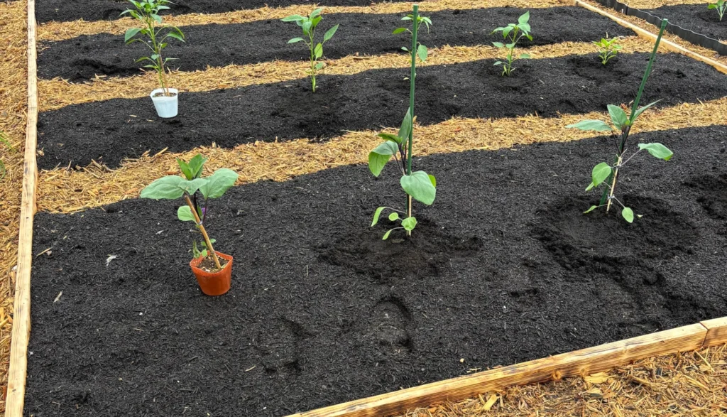 ノーディグ農法の始め方③ ポットが入る大きさの穴を掘って、苗を植えます