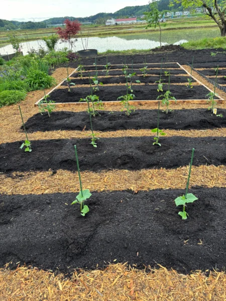 ノーディグ菜園で、ウネにウッドチップを敷いた様子