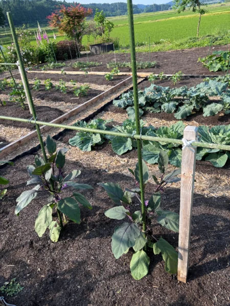 ステップ5:作物が育つ