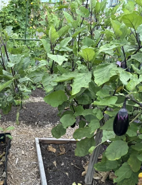 ステップ6:収穫!